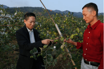 我在广东奔小康|中草药农业技术筑起小康生活