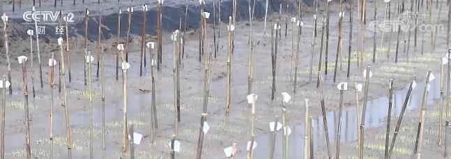 早稻育秧正当时 种子“PK”育良种优胜者有望成为推广良种