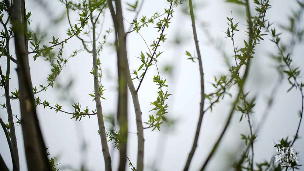 时政新闻眼丨参加首都义务植树，习近平揭示“好传统”的“新内涵”