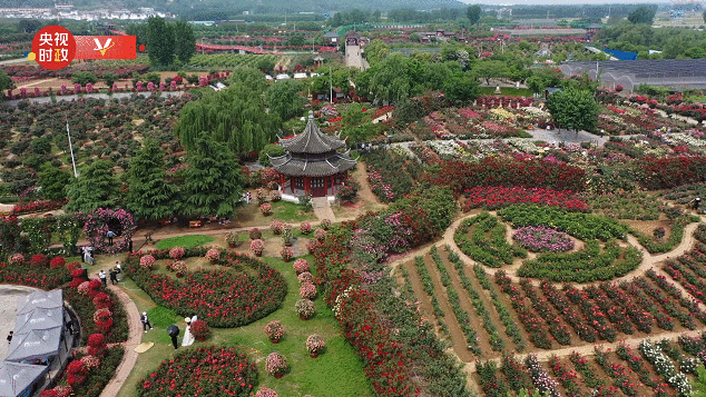 习近平河南行丨共享生态美景 助推乡村振兴——走进南阳月季博览园